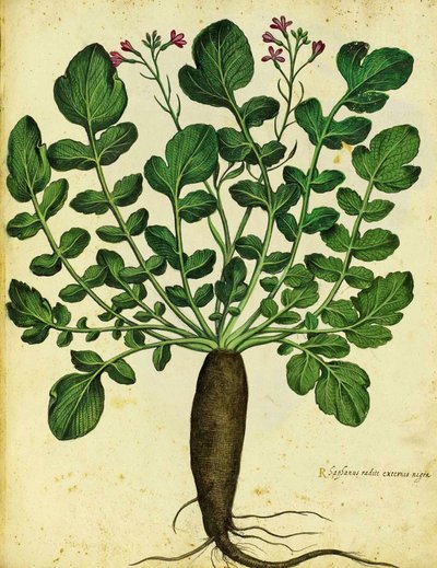 Rabanete longo preto por Ulisse Aldrovandi de Italian School