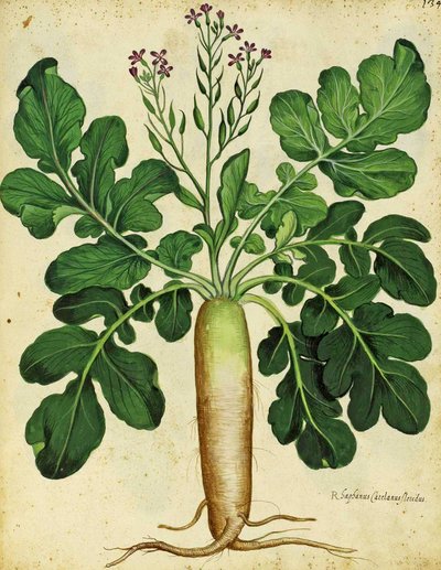 Rabanete branco por Ulisse Aldrovandi de Italian School