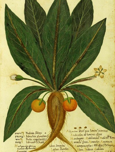 Mandrake por Ulisse Aldrovandi de Italian School
