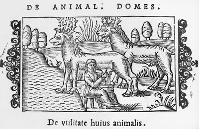 renas de ordenha, ilustração Descrição do Norte por Olaus Magnus (1490-1558), publicado em Roma, 1555 de Italian School