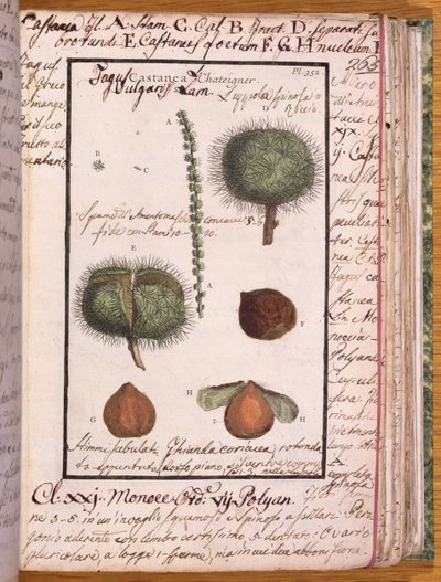 Ms 115 Chestnut, de Dizionario di Botanica (caneta e tinta e wc no papel) de Italian School