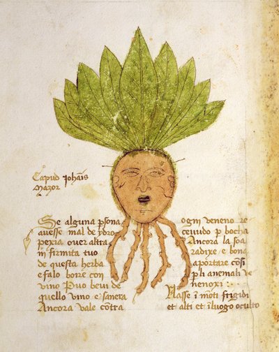 Sra. 1591 Fol.18v. Herba Capud Johannis Mazor (vellum) de Italian School