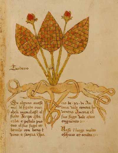 Ms 1591 Fol.19r Herba Teoderis (velino) de Italian School
