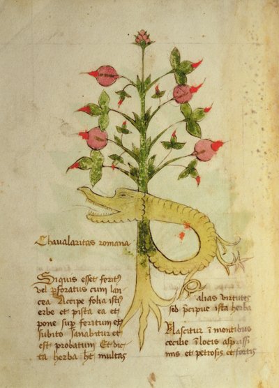 Sra. 1591 Fol.6v Herba Chavalaritas Romana, final de c.15 (vellum) de Italian School