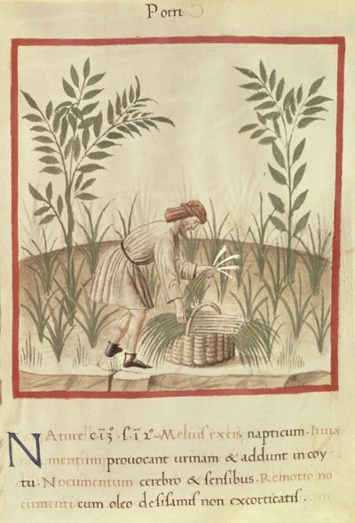 Sra. 3054 f.22 Harvesting Leeks, de 