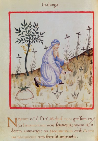 Sra. 3054 f.22 Colheita de galanga, de 