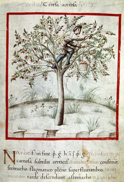 Sra. 3054 f.25 Picking Cherries, de 
