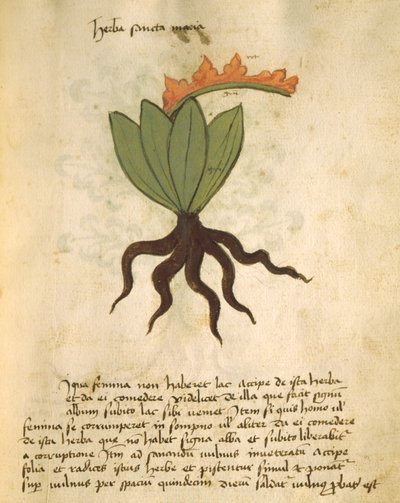 Ms 320 1000 planta fol.28 Santa Maria, de Liber Herbarius juntamente com as razões para o preenchimento dos pedidos por Orgione Rizzardo de Italian School