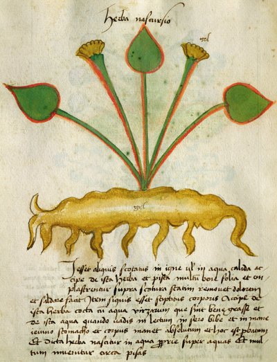 Senhora 320 Fol.29v Herba Nastrusio 1000, a partir de &39;Herbarius junto com seus métodos de fazer medicamentos "por Orgione Rizzardo de Italian School