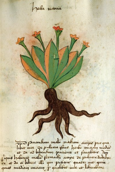 Ms 320 1000 Fol.34r Herba Victoria, de &39;Herbarius junto com seus métodos de fazer medicamentos "por Orgione Rizzardo de Italian School