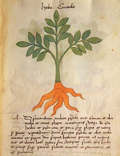 Ms 320 1000 fol.14r planta Cancealis, de &39;Herbarius junto com seus métodos de fazer medicamentos "por Orgione Rizzardo de Italian School
