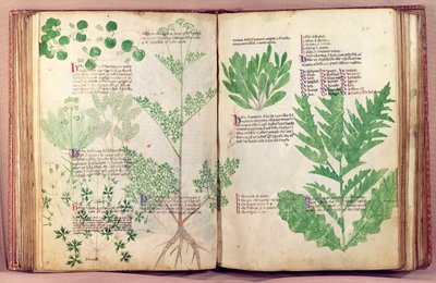 MS 6823 fol.19v de cerca de 80 plantas e ervas de Manfred de montagem imperial, c.1330-40 de Italian School