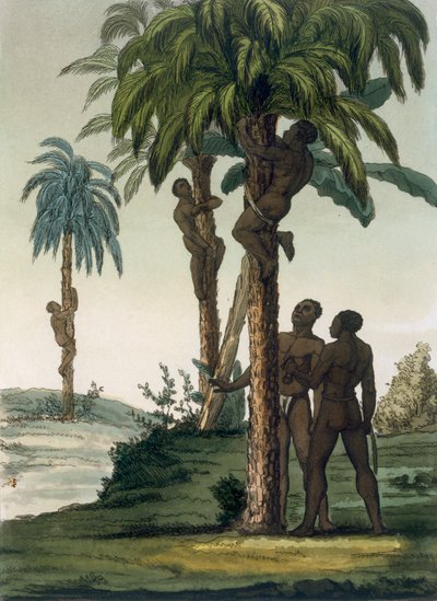 Os nativos sobem as palmas das mãos usando cabeços de tipóia em torno dos quadris, 1820s30s de Italian School