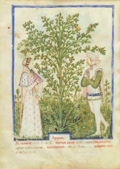 Nouy Acq Lat 1673 fol.28v aipo, de Tacuinum saudável, c.1390-1400 de Italian School