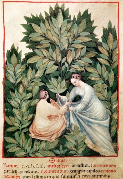 Nouv Acq Lat 1673 fol.34 Duas mulheres escolhendo sálvia, de Tacuinum Sanitatis, c.1390-1400 de Italian School