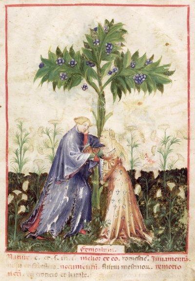 Nouy Acq Lat 1673 fol.41 Fennel, de Tacuinum saudável, c.1390-1400 de Italian School