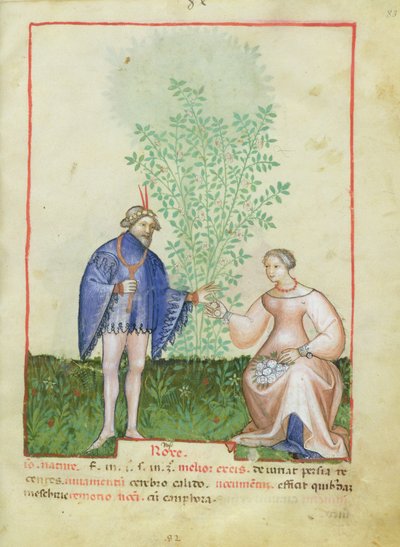 Nouy Acq Lat 1673 fol.83 Rose, de Tacuinum saudável, c.1390-1400 de Italian School