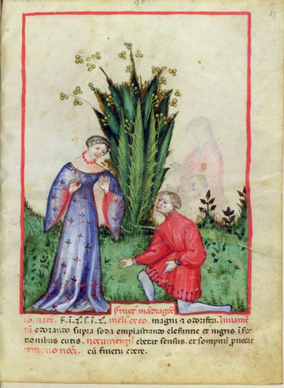 Nouy Acq Lat 1673 fol.85 Fruto de Mandrake, de Tacuinum saudável, c.1390-1400 de Italian School