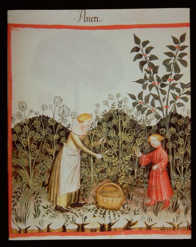 Nova 2644 f.32r Gathering DUT Tacuinum saudável Codex de Italian School