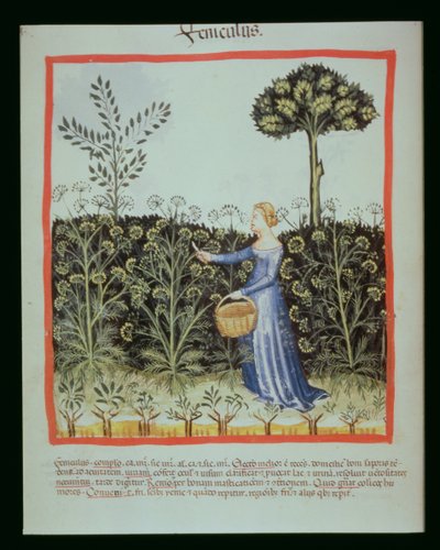 Nova 2644 f.41v de colheita Caraway, Tacuinus Codex saudável de Italian School