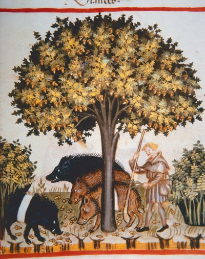 Novos 2644 bolotas fol.15r de colheita, de Tacuinum Codex saudável de Italian School