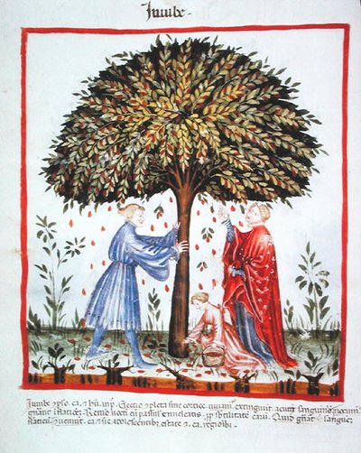 Nova 2644 fol.15v Jujubes, de Tacuinum Sanitatis Codex Vindobonensis (vellum) de Italian School