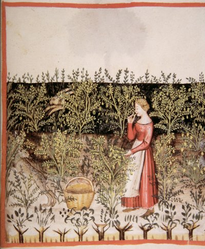 2644 fol.49 r Escolher grão de bico frescos, Tacuinum saudável Codex de Italian School