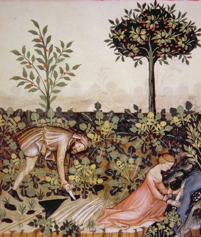 A colheita de rábano fresco e fol.52r 2644, de Tacuinum Codex saudável de Italian School