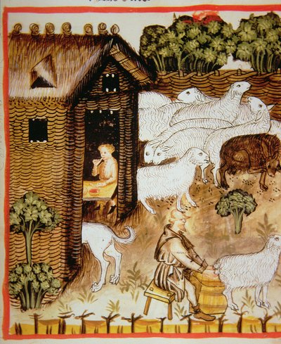 A criação de ovinos 2644 Fol.59r, doce de leite fresco de Tacuinum saudável de Italian School