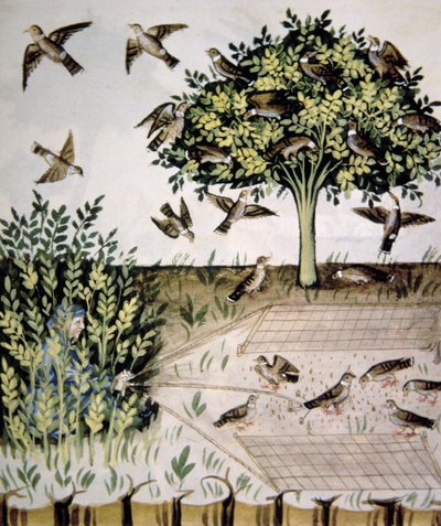 Nova 2644 fol.69r Tartaruga Doves, ilustração de Tacuinum Santiatis Codex Vindobonensis de Italian School