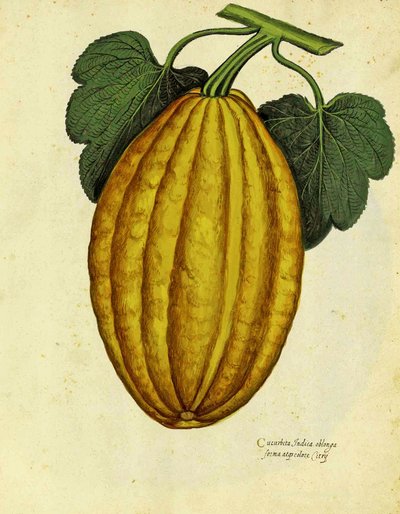 Squash oblongo por Ulisse Aldrovandi de Italian School