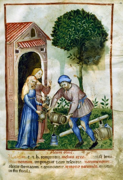 Azeite de oliva, miniatura de Tacuinum Sanitatis, edição latina de Italian School