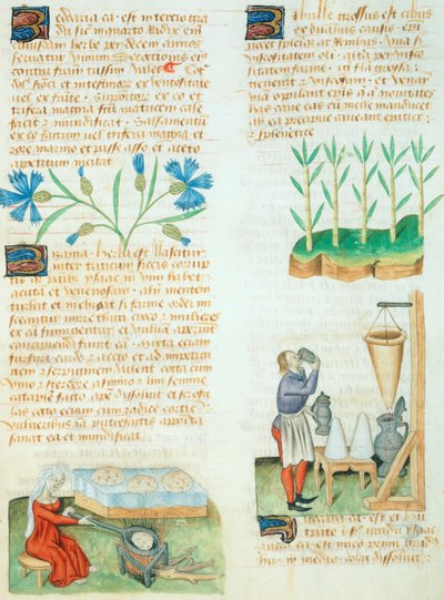 Página do Tractatus de Herbis da Dioscorides Pedanius de Italian School