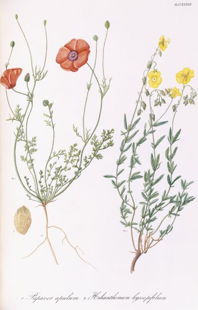 Apulum de Papaver e Helianthemum hyssopifolum, 1811-1838 de Italian School