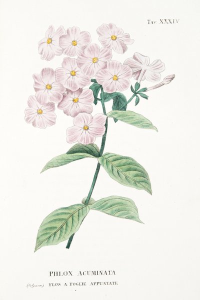 Phlox Acuminata, placa XXXIV, de L "Antisytia Ossia La Coltivazione De" Fiori por Antonio Piccioli, pub.1834 de Italian School