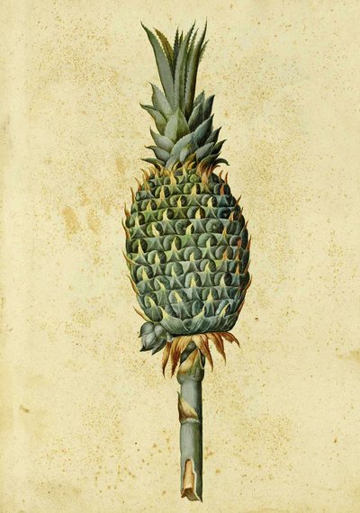 Abacaxi por Ulisse Aldrovandi de Italian School