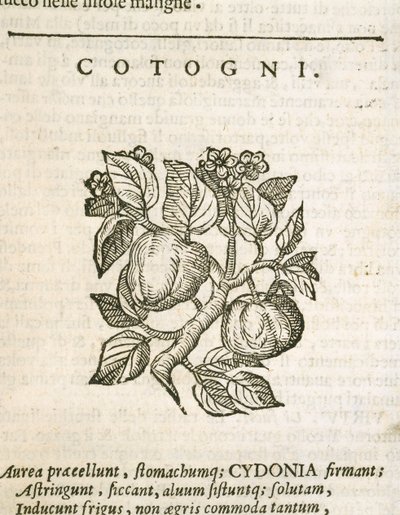 Quince (Cydonia oblonga), gravura de Castore Durante de Italian School