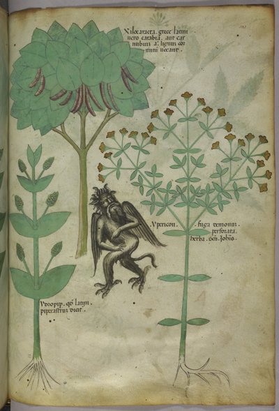 Sloane 4016 f.103 Miniatura de plantas e um demônio: a erva Ypericon, demônios supostamente repelidos, de 