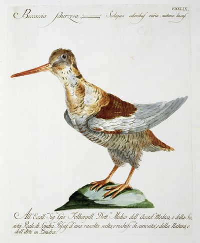 Narceja, c.1767-76 (gravura colorida à mão) de Italian School