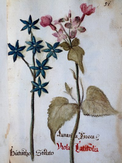 Starry Hyacinth e Viola rubella var latifolia de Delineation of Flowers of Villa Vendramin de Italian School