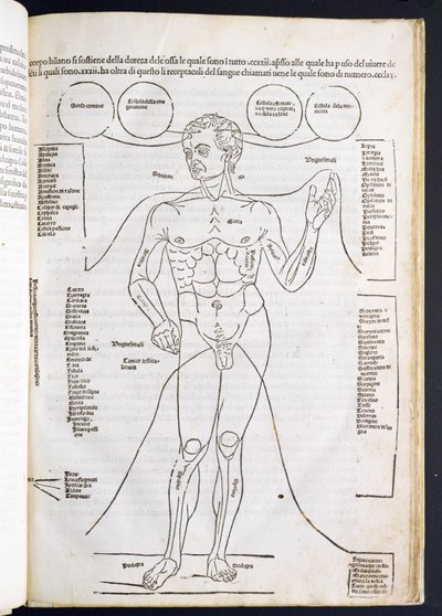 A Anatomia Masculina, de Fascilulus Medicinae, de Johannes de Ketham (dc1490), do século 15 ao 16 de Italian School