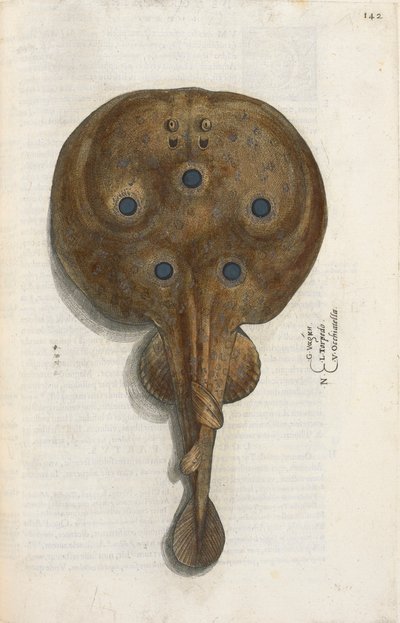 Peixe torpedo, ilustração de 