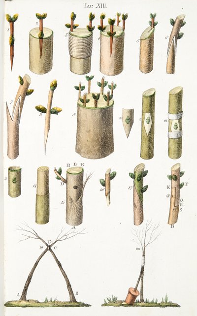 Vários exemplos de enxerto de árvores frutíferas, Placa XIV, de LAtotrophy Or Cultivation DeFiori por Antonio Piccioli, pub.1834 de Italian School