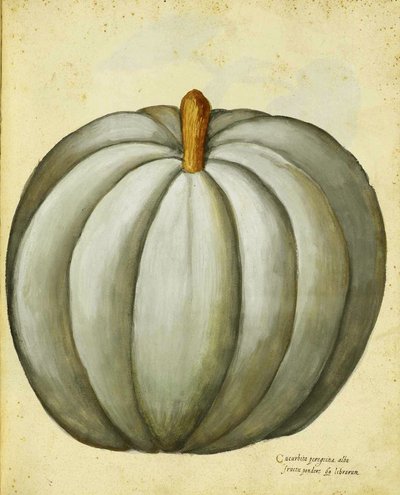 Squash Branco por Ulisse Aldrovandi de Italian School