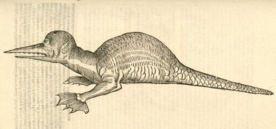 ilustração de Draco marinus monophthalmos bipes de Aldrovandis History of Monsters, 1642 de Italian School