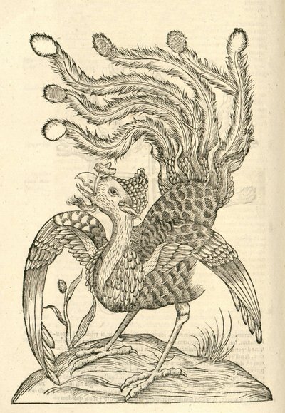 ilustração de Gallus Indicus auritus tridactylus de Aldrovandis História dos Monstros, 1642 de Italian School