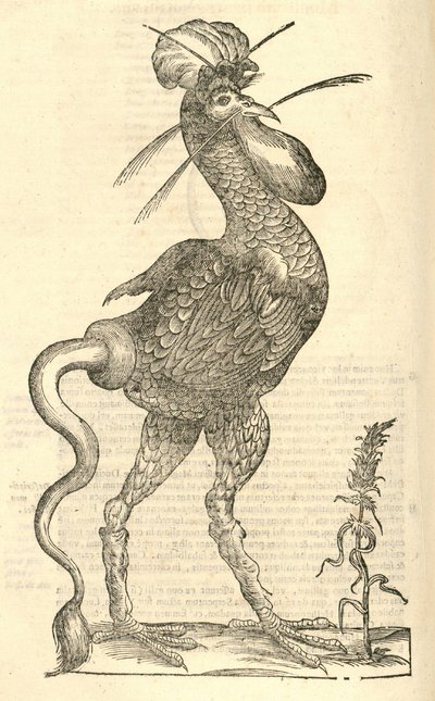 ilustração de Gallus monstrosus de Aldrovandis História dos Monstros, 1642 de Italian School