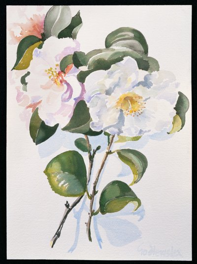 Camelia, 1998 (wc no papel) de Izabella Godlewska de Aranda