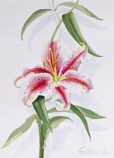 Lily, 1998 (wc no papel) (veja também 124443 e 124445) de Izabella Godlewska de Aranda