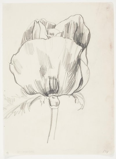 Papoula de J.A. Jerichau